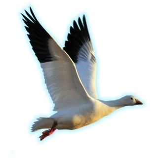 Goose in flight