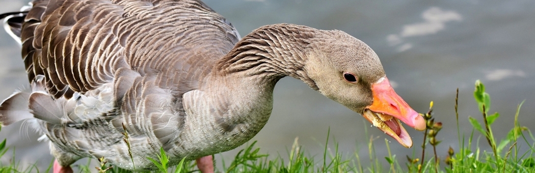 Goose feeding (pixabay)